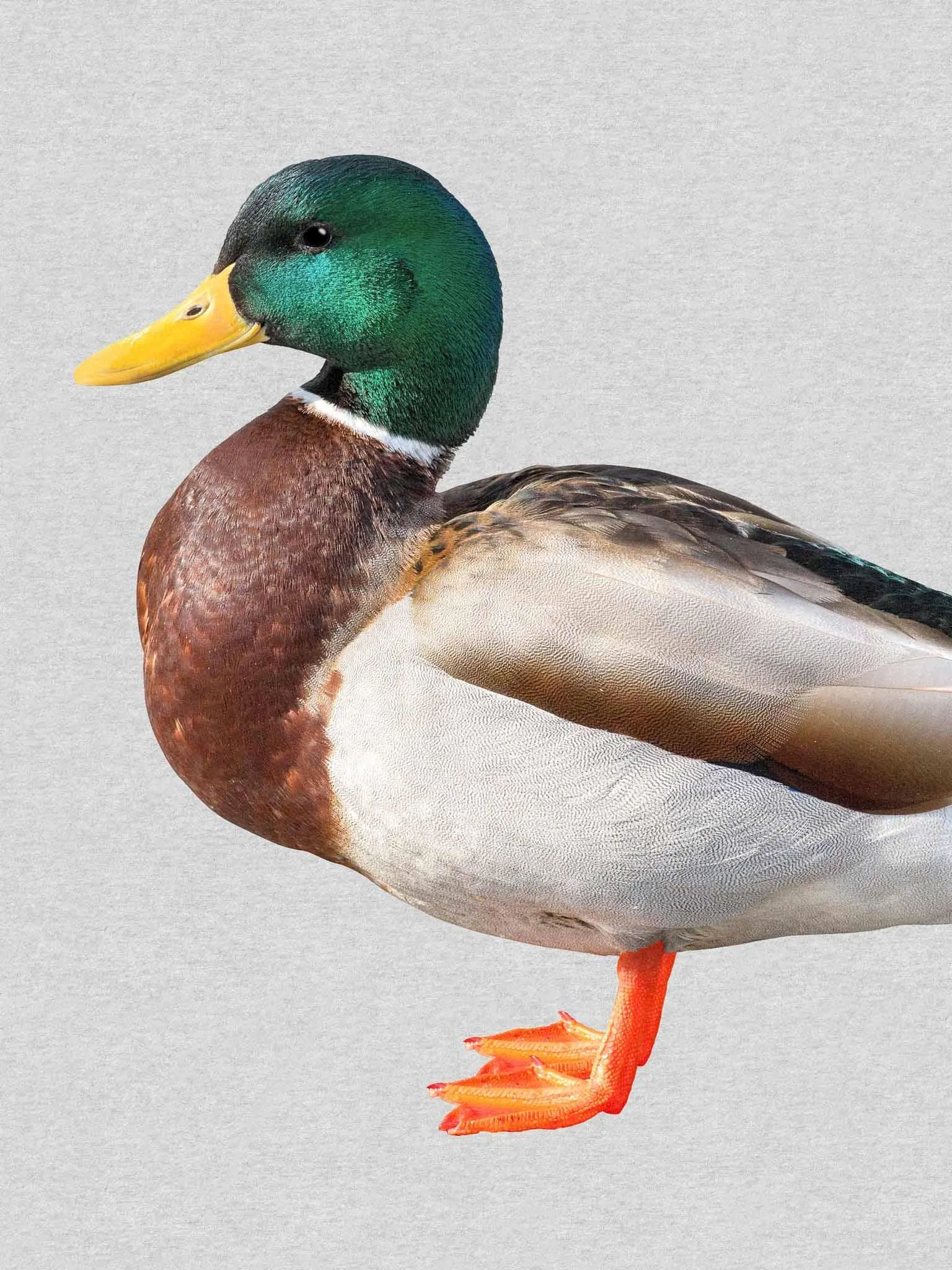 Quack! Sweater Dames