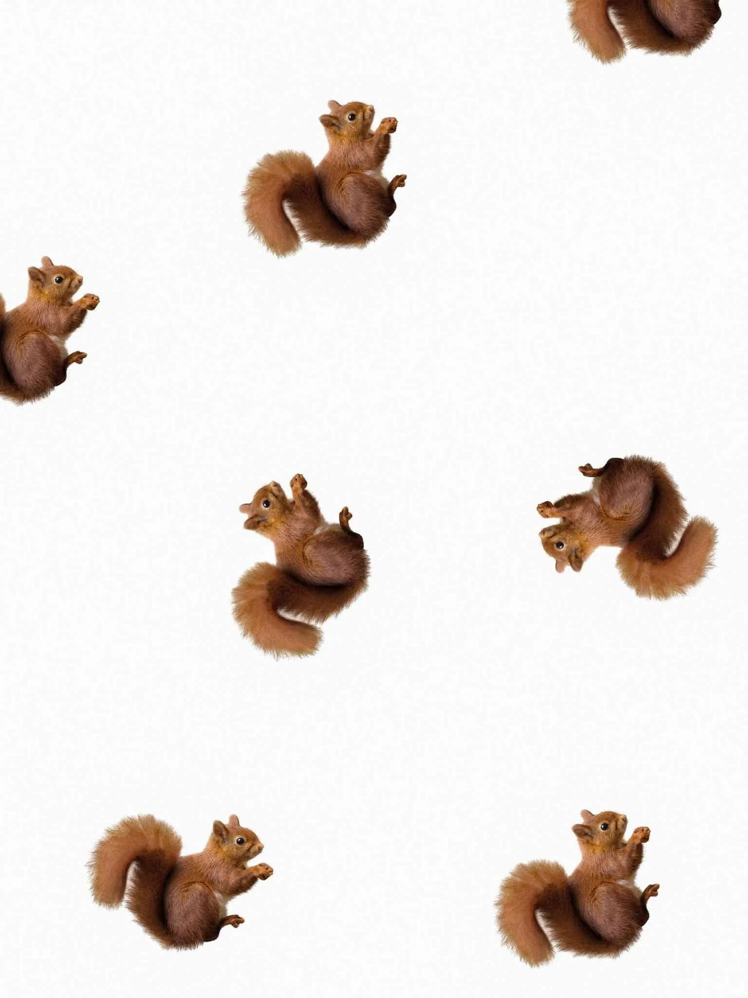 Squirrels Sweater Dames